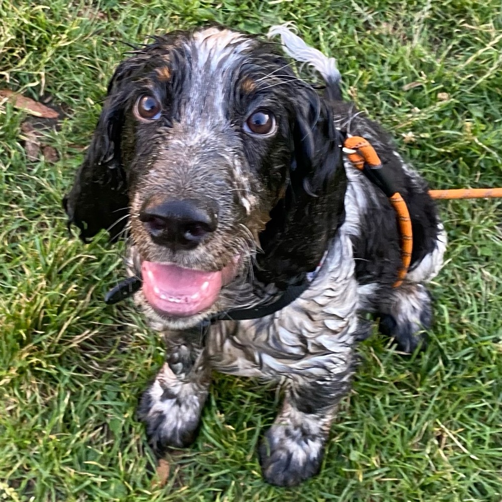 Meet your Posher, M.C. - Picture 2 of 2